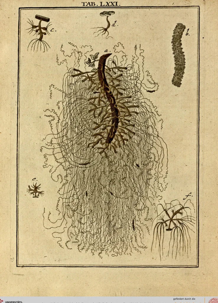 An illustration from (Hauptband): Bestehend in Ein hundert nach der Natur gezeichneten und mit Farben erleuchteten Kupfertafeln, sammt deren Erklärung, 1763, leaf 222