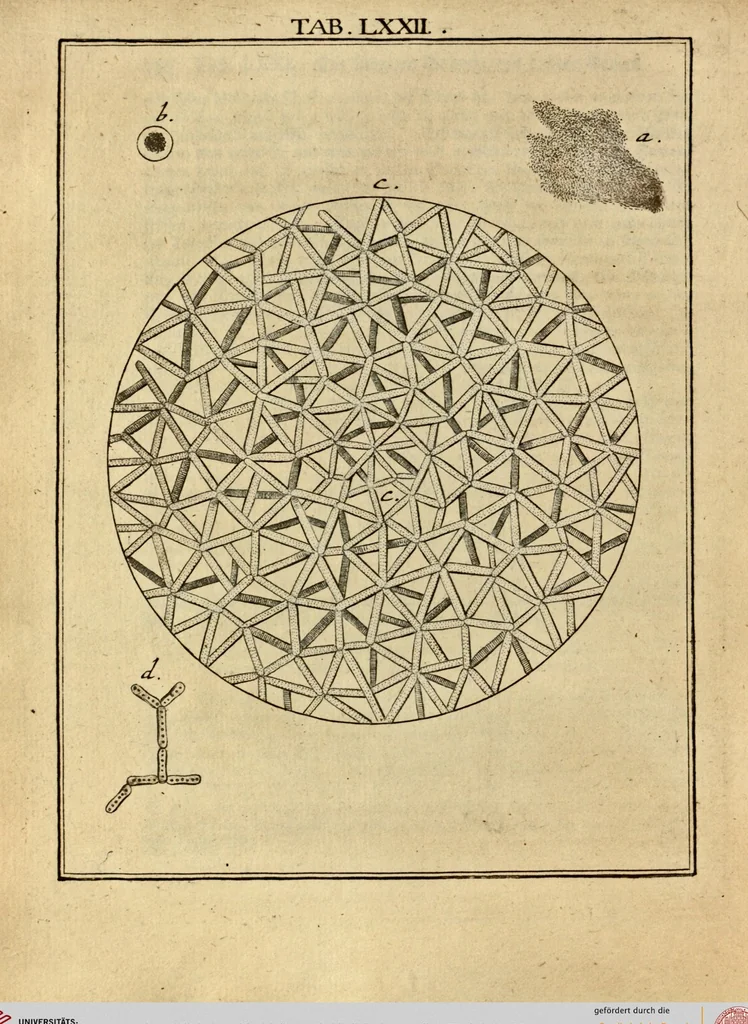 An illustration from (Hauptband): Bestehend in Ein hundert nach der Natur gezeichneten und mit Farben erleuchteten Kupfertafeln, sammt deren Erklärung, 1763, leaf 225