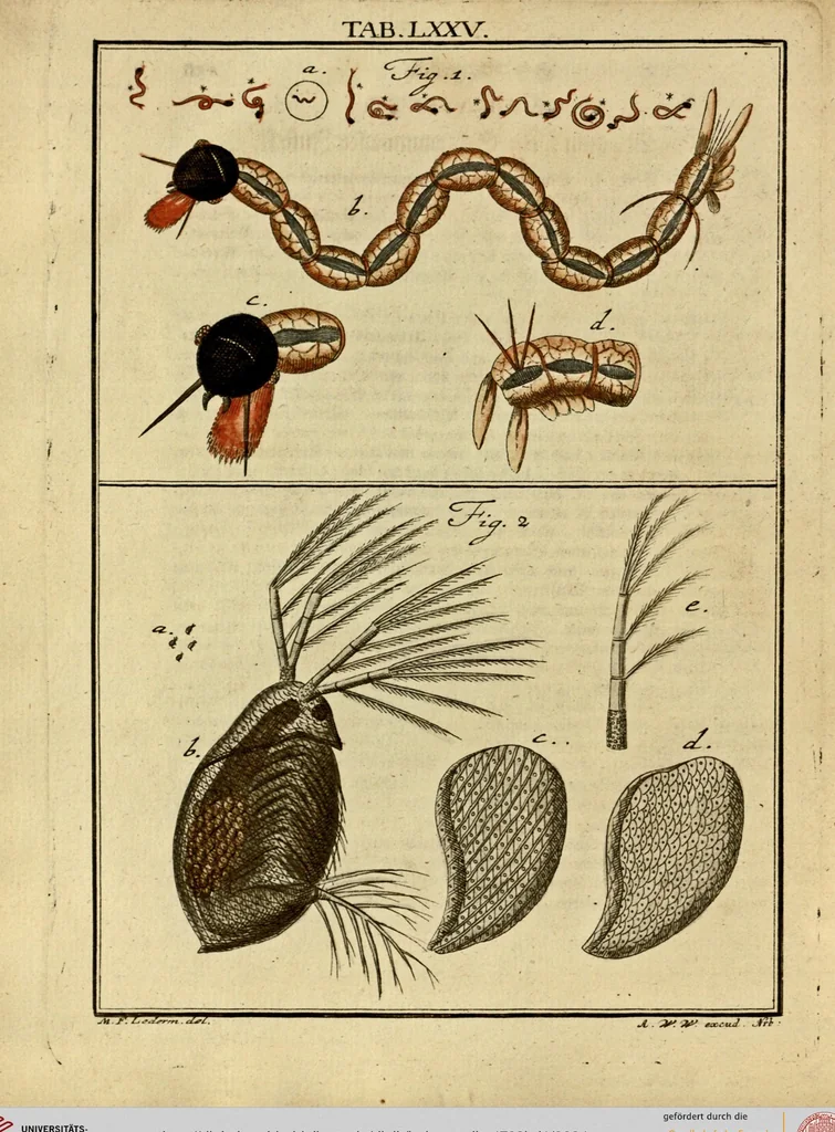 An illustration from (Hauptband): Bestehend in Ein hundert nach der Natur gezeichneten und mit Farben erleuchteten Kupfertafeln, sammt deren Erklärung, 1763, leaf 234