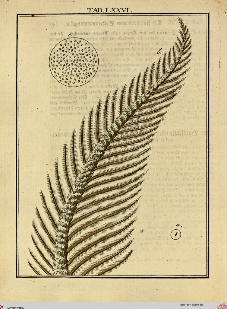 An illustration from (Hauptband): Bestehend in Ein hundert nach der Natur gezeichneten und mit Farben erleuchteten Kupfertafeln, sammt deren Erklärung, 1763, leaf 237