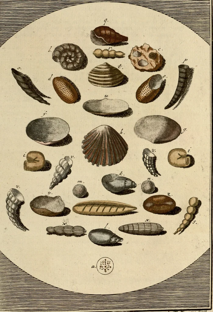 An illustration from (Hauptband): Bestehend in Ein hundert nach der Natur gezeichneten und mit Farben erleuchteten Kupfertafeln, sammt deren Erklärung, 1763, leaf 24