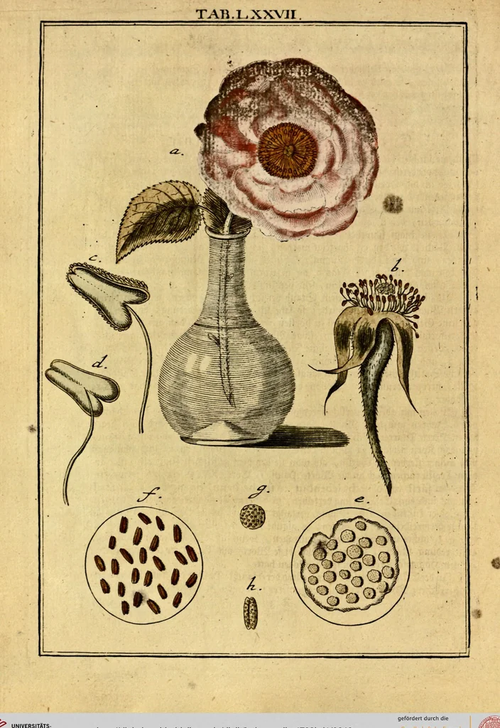 An illustration from (Hauptband): Bestehend in Ein hundert nach der Natur gezeichneten und mit Farben erleuchteten Kupfertafeln, sammt deren Erklärung, 1763, leaf 240