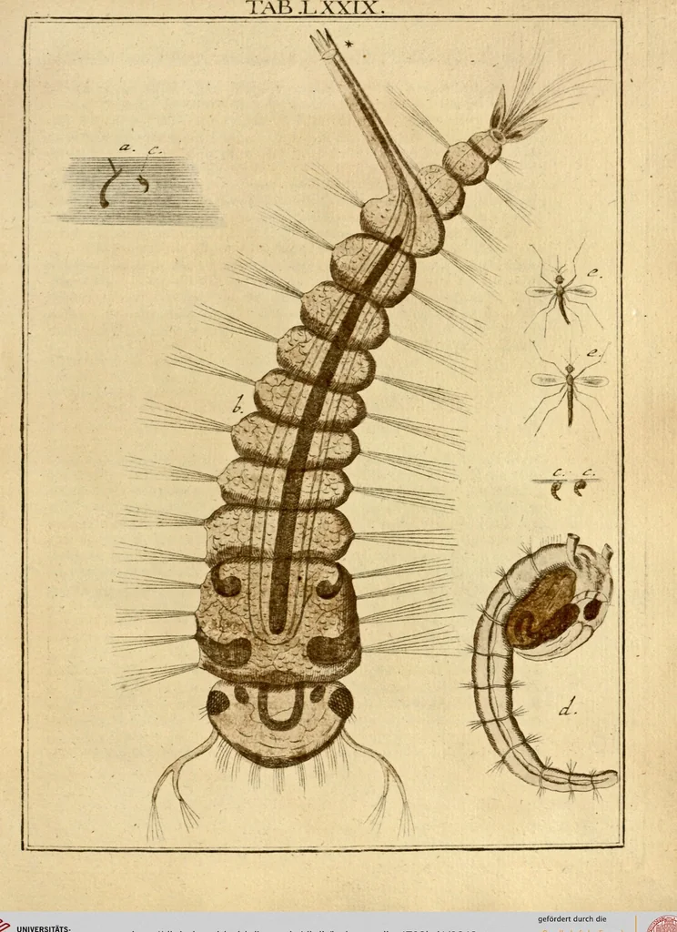 An illustration from (Hauptband): Bestehend in Ein hundert nach der Natur gezeichneten und mit Farben erleuchteten Kupfertafeln, sammt deren Erklärung, 1763, leaf 248