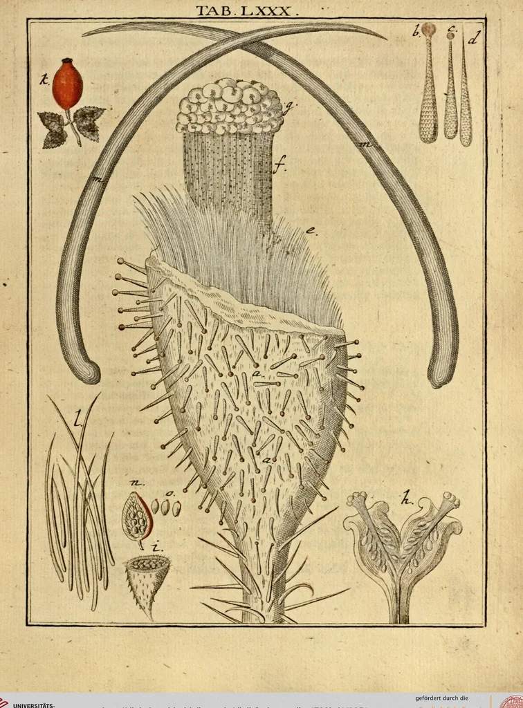 An illustration from (Hauptband): Bestehend in Ein hundert nach der Natur gezeichneten und mit Farben erleuchteten Kupfertafeln, sammt deren Erklärung, 1763, leaf 251