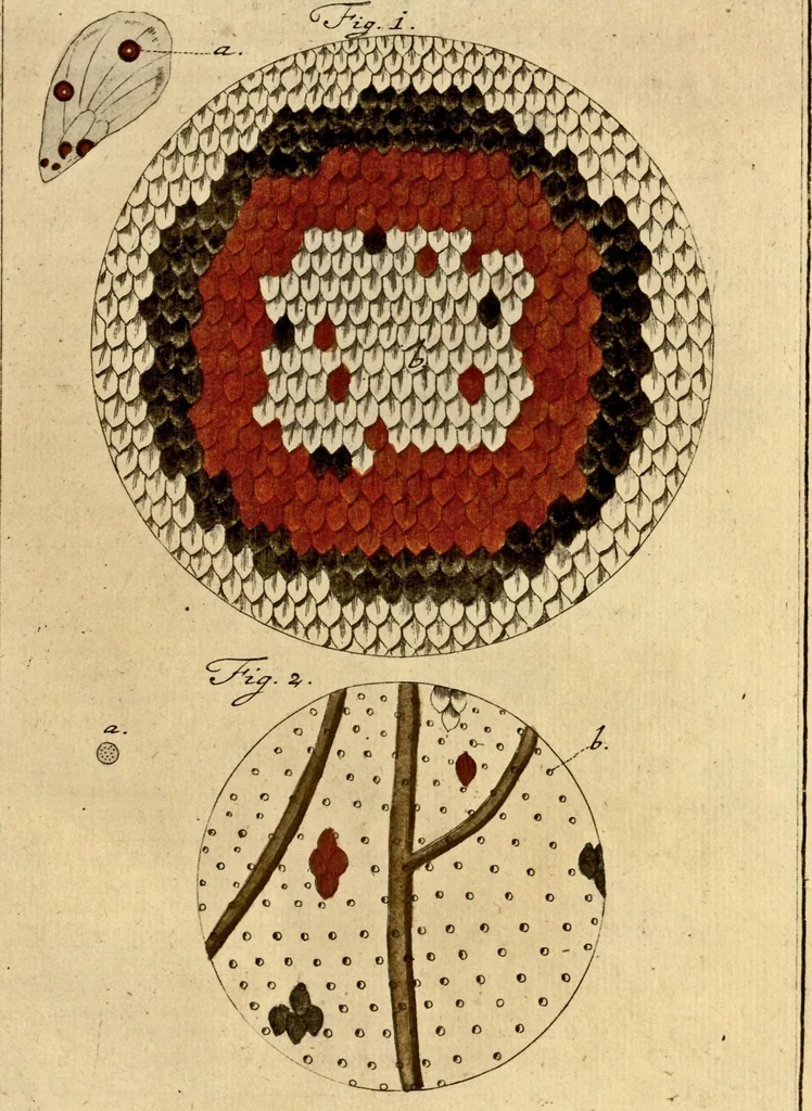 An illustration from (Hauptband): Bestehend in Ein hundert nach der Natur gezeichneten und mit Farben erleuchteten Kupfertafeln, sammt deren Erklärung, 1763, leaf 254