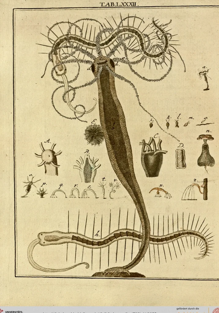 An illustration from (Hauptband): Bestehend in Ein hundert nach der Natur gezeichneten und mit Farben erleuchteten Kupfertafeln, sammt deren Erklärung, 1763, leaf 255