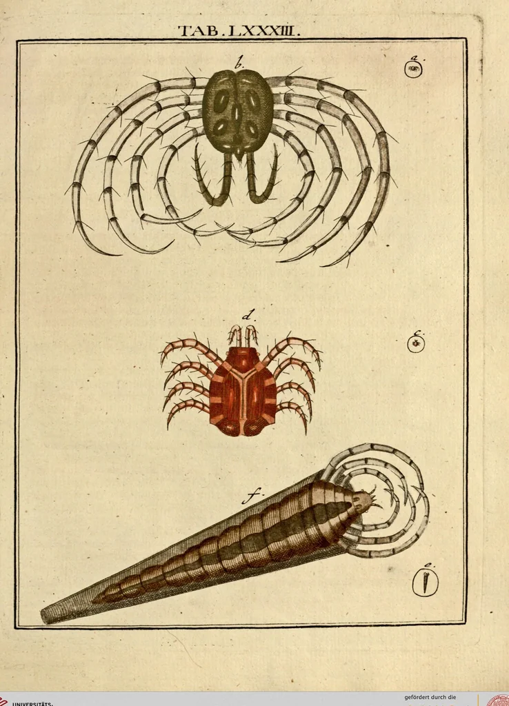 An illustration from (Hauptband): Bestehend in Ein hundert nach der Natur gezeichneten und mit Farben erleuchteten Kupfertafeln, sammt deren Erklärung, 1763, leaf 262