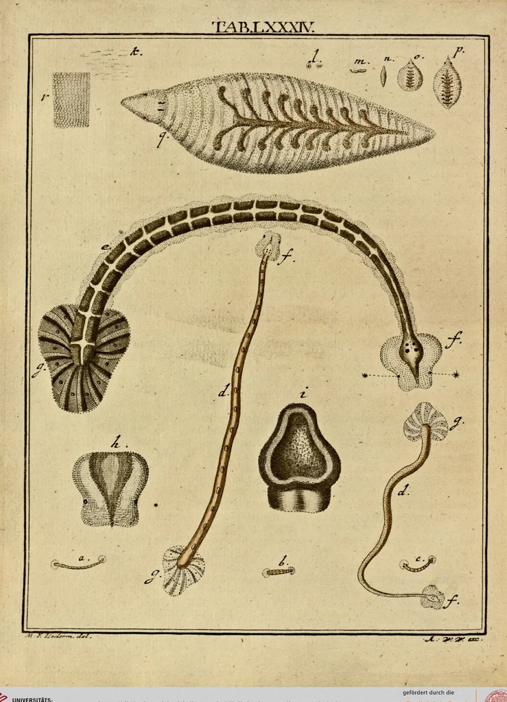 An illustration from (Hauptband): Bestehend in Ein hundert nach der Natur gezeichneten und mit Farben erleuchteten Kupfertafeln, sammt deren Erklärung, 1763, leaf 263