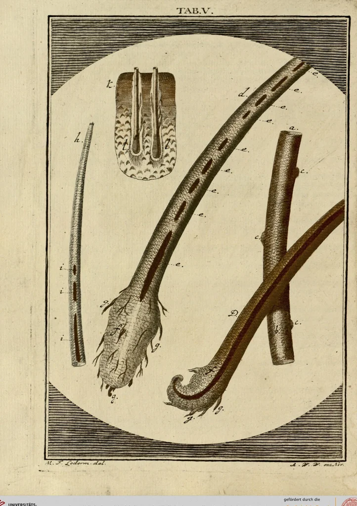An illustration from (Hauptband): Bestehend in Ein hundert nach der Natur gezeichneten und mit Farben erleuchteten Kupfertafeln, sammt deren Erklärung, 1763, leaf 27