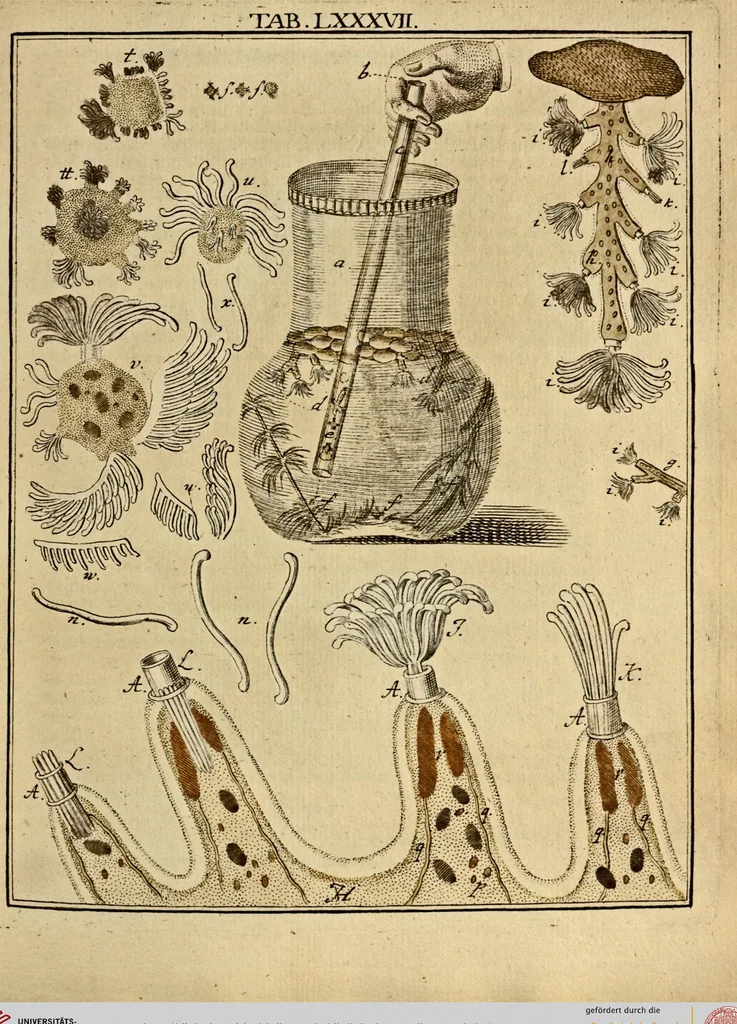 An illustration from (Hauptband): Bestehend in Ein hundert nach der Natur gezeichneten und mit Farben erleuchteten Kupfertafeln, sammt deren Erklärung, 1763, leaf 272