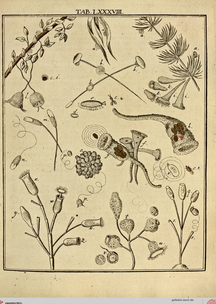 An illustration from (Hauptband): Bestehend in Ein hundert nach der Natur gezeichneten und mit Farben erleuchteten Kupfertafeln, sammt deren Erklärung, 1763, leaf 277