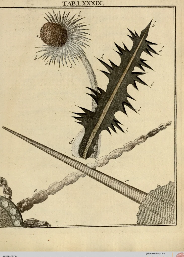 An illustration from (Hauptband): Bestehend in Ein hundert nach der Natur gezeichneten und mit Farben erleuchteten Kupfertafeln, sammt deren Erklärung, 1763, leaf 280