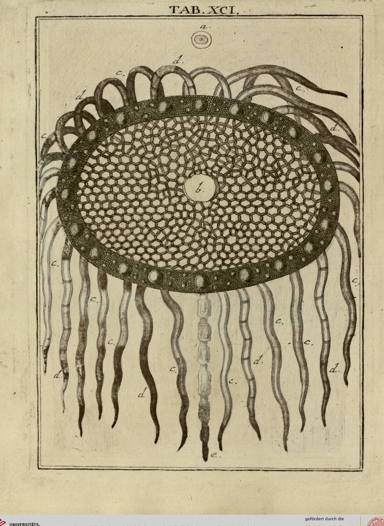 An illustration from (Hauptband): Bestehend in Ein hundert nach der Natur gezeichneten und mit Farben erleuchteten Kupfertafeln, sammt deren Erklärung, 1763, leaf 282