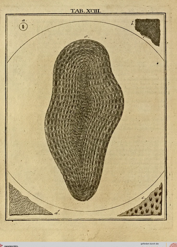 An illustration from (Hauptband): Bestehend in Ein hundert nach der Natur gezeichneten und mit Farben erleuchteten Kupfertafeln, sammt deren Erklärung, 1763, leaf 286
