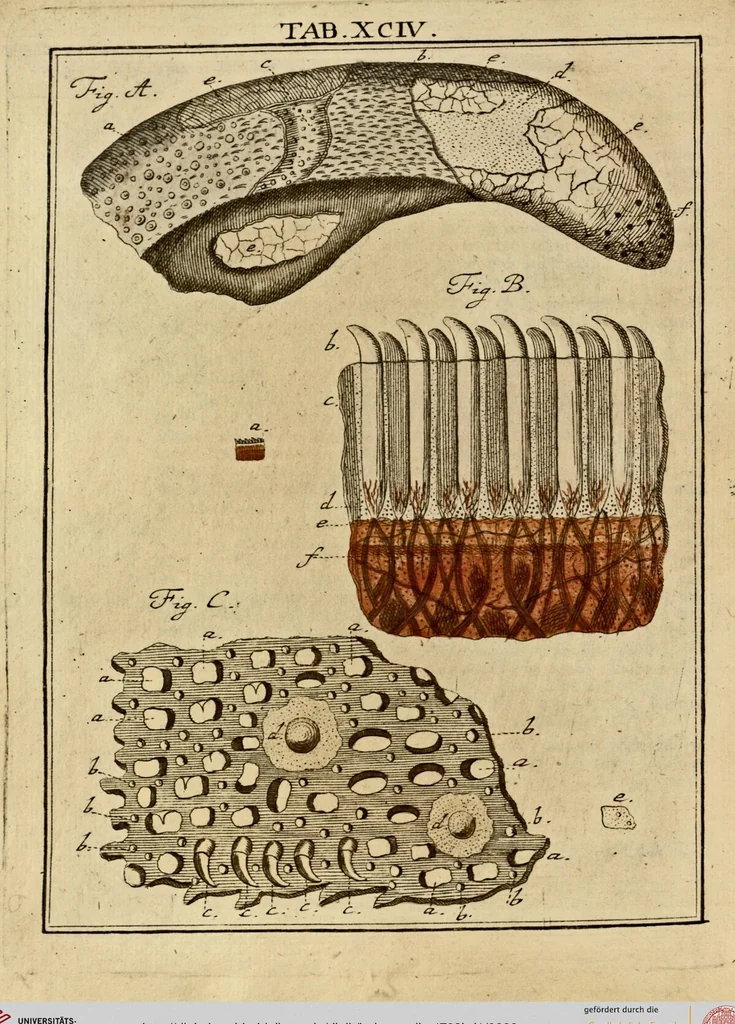 An illustration from (Hauptband): Bestehend in Ein hundert nach der Natur gezeichneten und mit Farben erleuchteten Kupfertafeln, sammt deren Erklärung, 1763, leaf 289