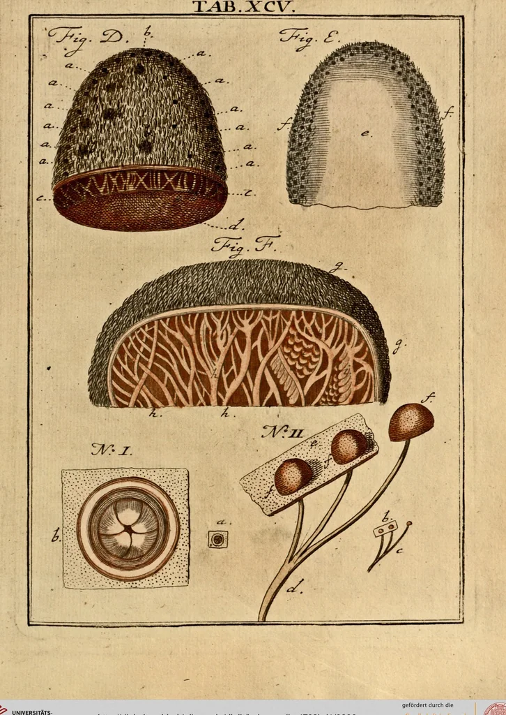 An illustration from (Hauptband): Bestehend in Ein hundert nach der Natur gezeichneten und mit Farben erleuchteten Kupfertafeln, sammt deren Erklärung, 1763, leaf 296