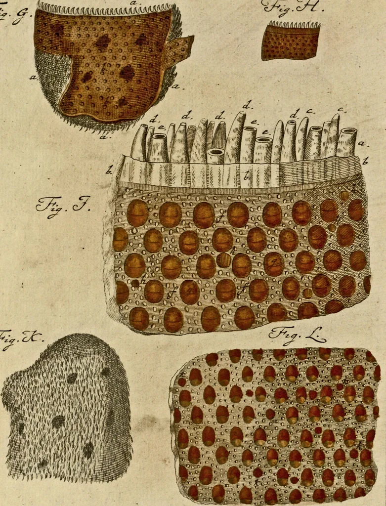 An illustration from (Hauptband): Bestehend in Ein hundert nach der Natur gezeichneten und mit Farben erleuchteten Kupfertafeln, sammt deren Erklärung, 1763, leaf 297