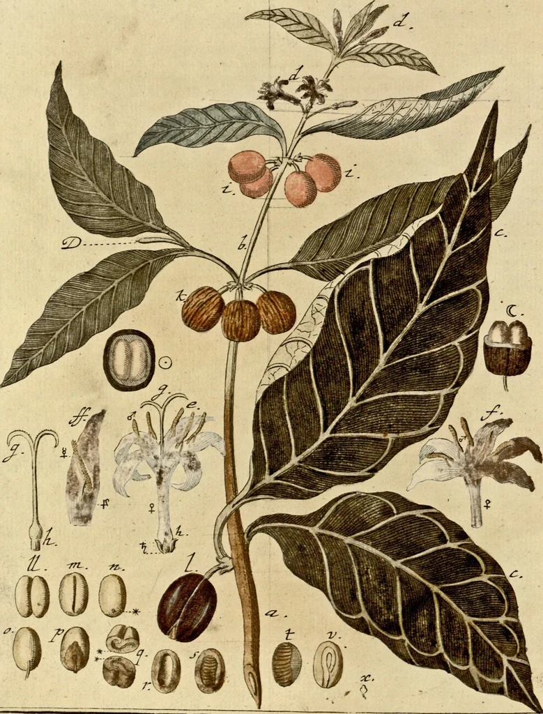 An illustration from (Hauptband): Bestehend in Ein hundert nach der Natur gezeichneten und mit Farben erleuchteten Kupfertafeln, sammt deren Erklärung, 1763, leaf 300