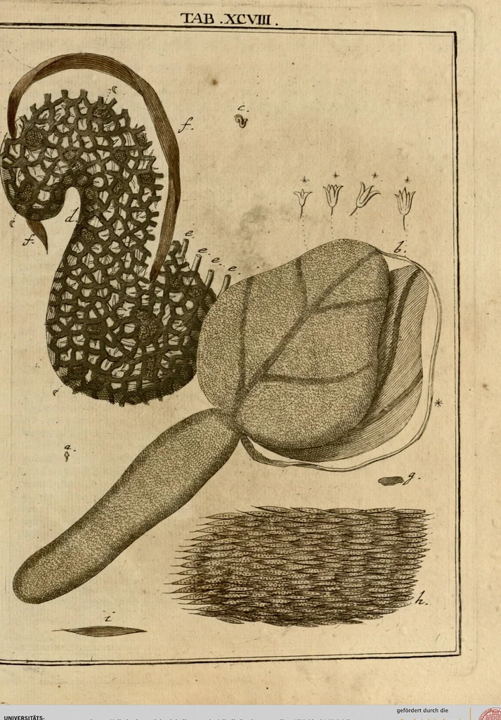 An illustration from (Hauptband): Bestehend in Ein hundert nach der Natur gezeichneten und mit Farben erleuchteten Kupfertafeln, sammt deren Erklärung, 1763, leaf 305