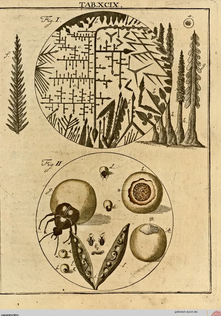 An illustration from (Hauptband): Bestehend in Ein hundert nach der Natur gezeichneten und mit Farben erleuchteten Kupfertafeln, sammt deren Erklärung, 1763, leaf 308