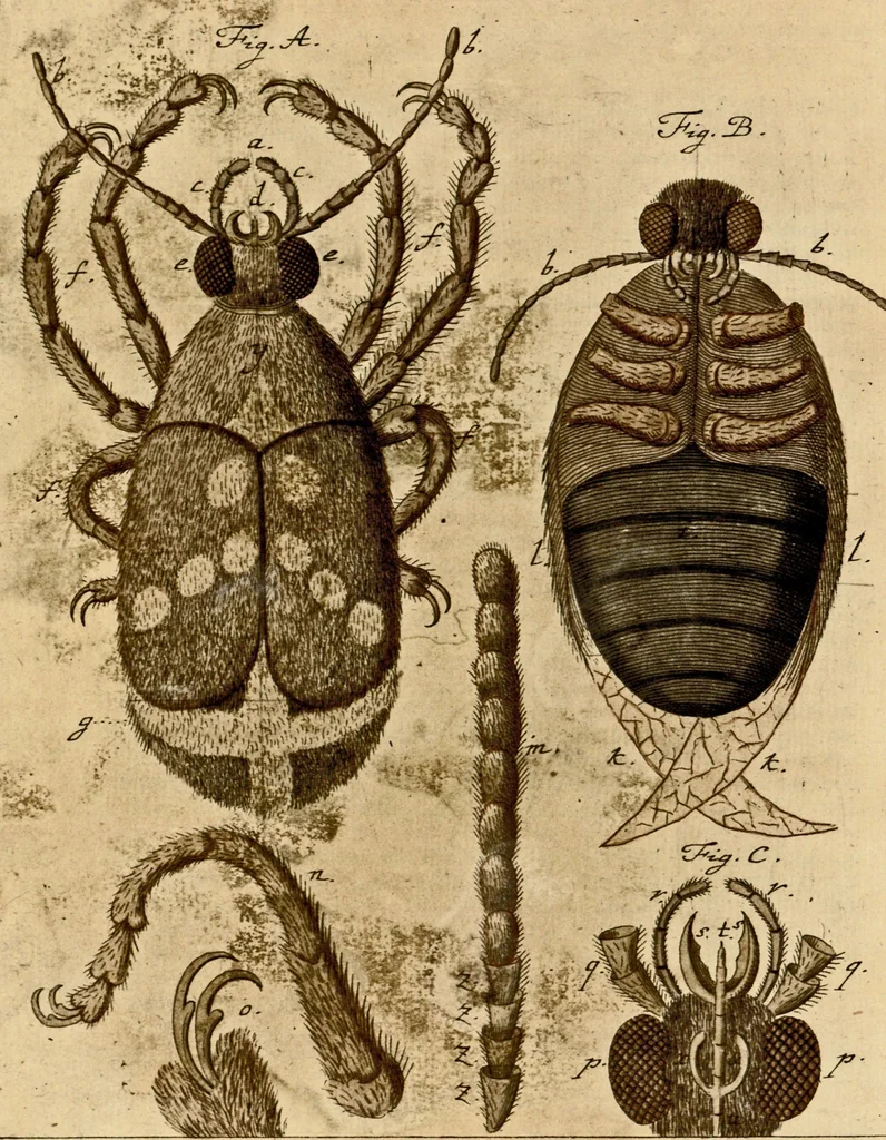 An illustration from (Hauptband): Bestehend in Ein hundert nach der Natur gezeichneten und mit Farben erleuchteten Kupfertafeln, sammt deren Erklärung, 1763, leaf 315