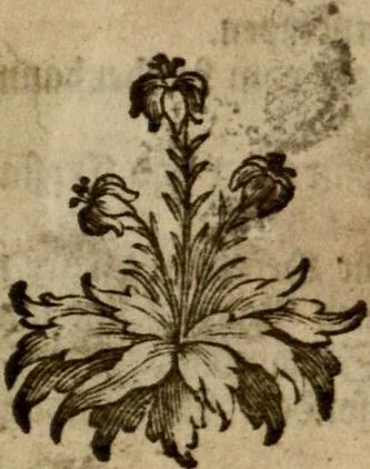 An illustration from (Hauptband): Bestehend in Ein hundert nach der Natur gezeichneten und mit Farben erleuchteten Kupfertafeln, sammt deren Erklärung, 1763, leaf 321