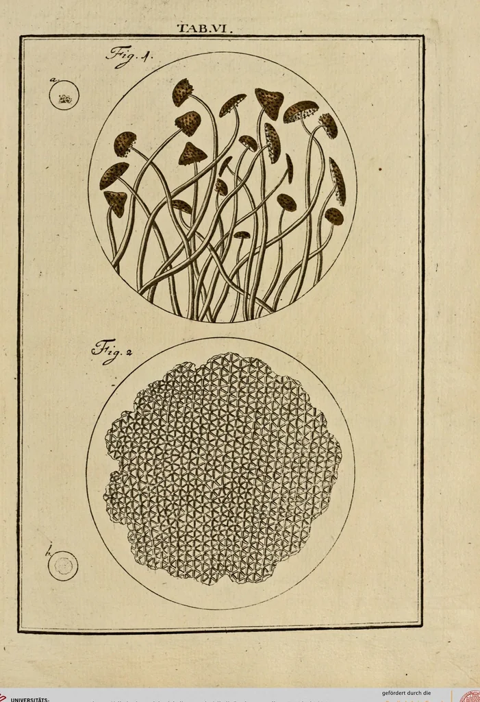 An illustration from (Hauptband): Bestehend in Ein hundert nach der Natur gezeichneten und mit Farben erleuchteten Kupfertafeln, sammt deren Erklärung, 1763, leaf 34