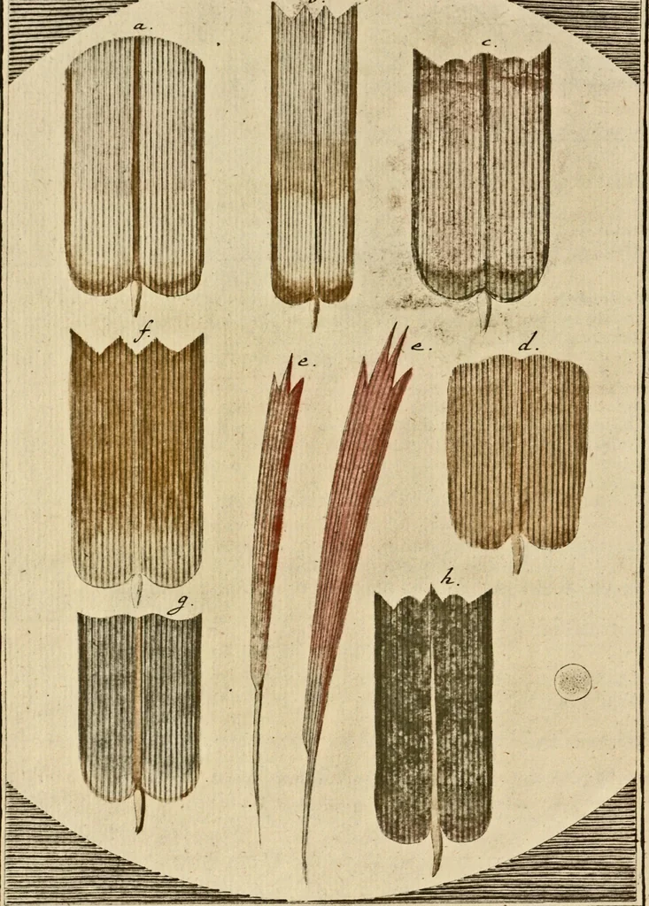An illustration from (Hauptband): Bestehend in Ein hundert nach der Natur gezeichneten und mit Farben erleuchteten Kupfertafeln, sammt deren Erklärung, 1763, leaf 41