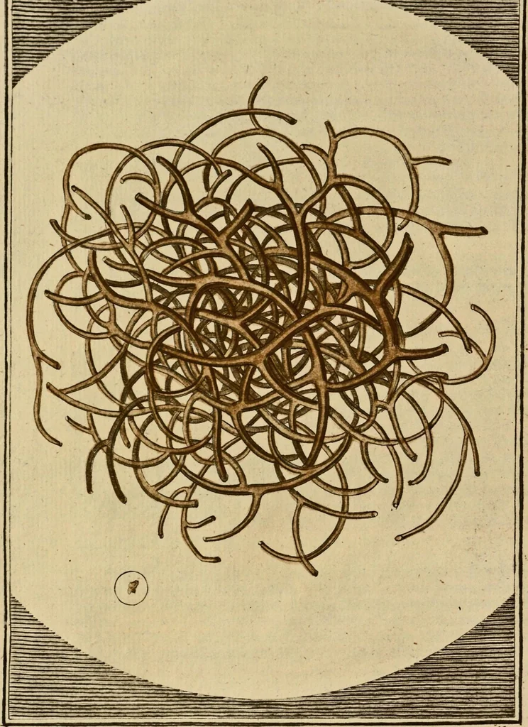 An illustration from (Hauptband): Bestehend in Ein hundert nach der Natur gezeichneten und mit Farben erleuchteten Kupfertafeln, sammt deren Erklärung, 1763, leaf 46