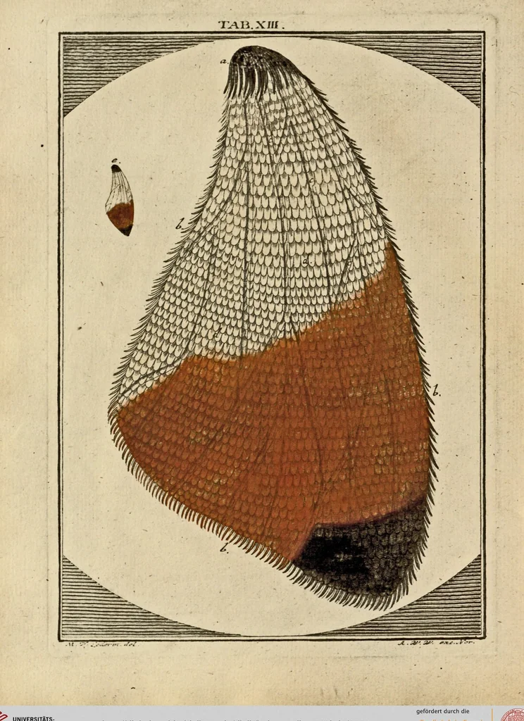 An illustration from (Hauptband): Bestehend in Ein hundert nach der Natur gezeichneten und mit Farben erleuchteten Kupfertafeln, sammt deren Erklärung, 1763, leaf 51
