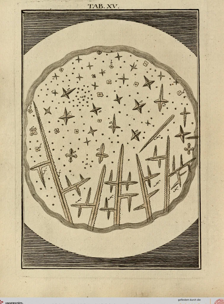 An illustration from (Hauptband): Bestehend in Ein hundert nach der Natur gezeichneten und mit Farben erleuchteten Kupfertafeln, sammt deren Erklärung, 1763, leaf 55