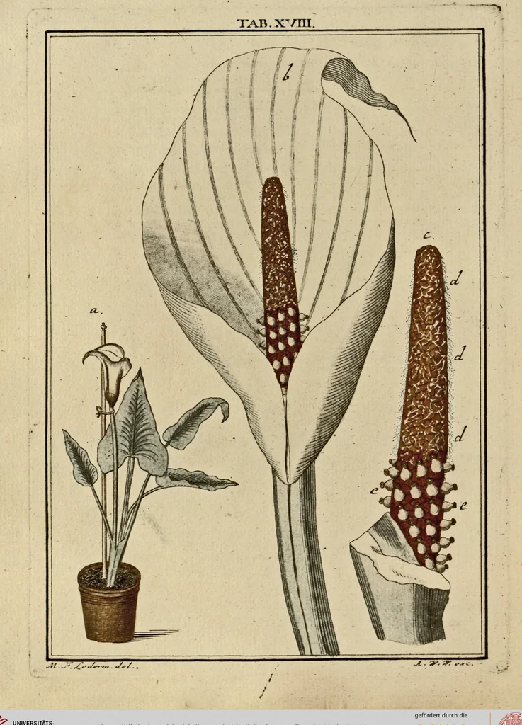An illustration from (Hauptband): Bestehend in Ein hundert nach der Natur gezeichneten und mit Farben erleuchteten Kupfertafeln, sammt deren Erklärung, 1763, leaf 68