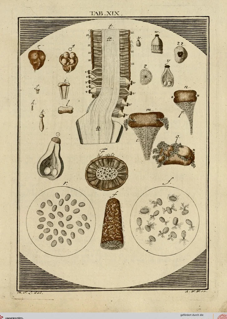 An illustration from (Hauptband): Bestehend in Ein hundert nach der Natur gezeichneten und mit Farben erleuchteten Kupfertafeln, sammt deren Erklärung, 1763, leaf 73
