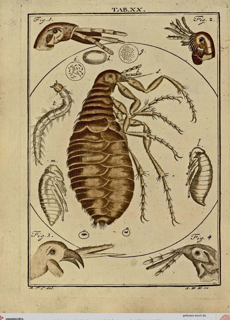 An illustration from (Hauptband): Bestehend in Ein hundert nach der Natur gezeichneten und mit Farben erleuchteten Kupfertafeln, sammt deren Erklärung, 1763, leaf 76