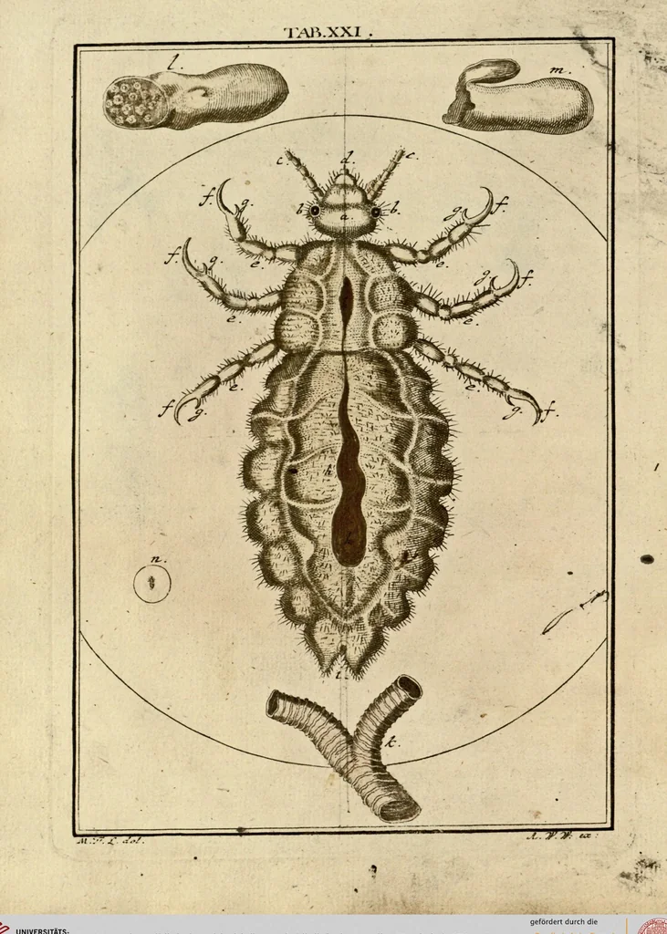 An illustration from (Hauptband): Bestehend in Ein hundert nach der Natur gezeichneten und mit Farben erleuchteten Kupfertafeln, sammt deren Erklärung, 1763, leaf 79