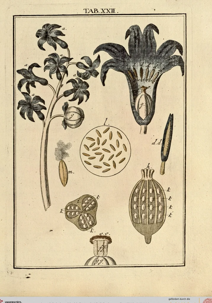 An illustration from (Hauptband): Bestehend in Ein hundert nach der Natur gezeichneten und mit Farben erleuchteten Kupfertafeln, sammt deren Erklärung, 1763, leaf 82