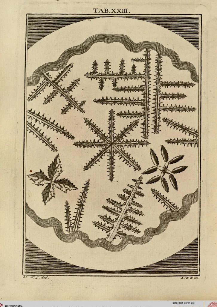 An illustration from (Hauptband): Bestehend in Ein hundert nach der Natur gezeichneten und mit Farben erleuchteten Kupfertafeln, sammt deren Erklärung, 1763, leaf 83