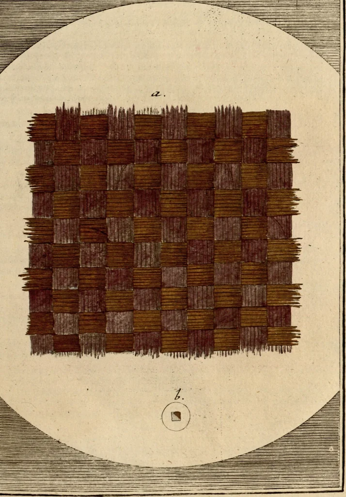 An illustration from (Hauptband): Bestehend in Ein hundert nach der Natur gezeichneten und mit Farben erleuchteten Kupfertafeln, sammt deren Erklärung, 1763, leaf 86