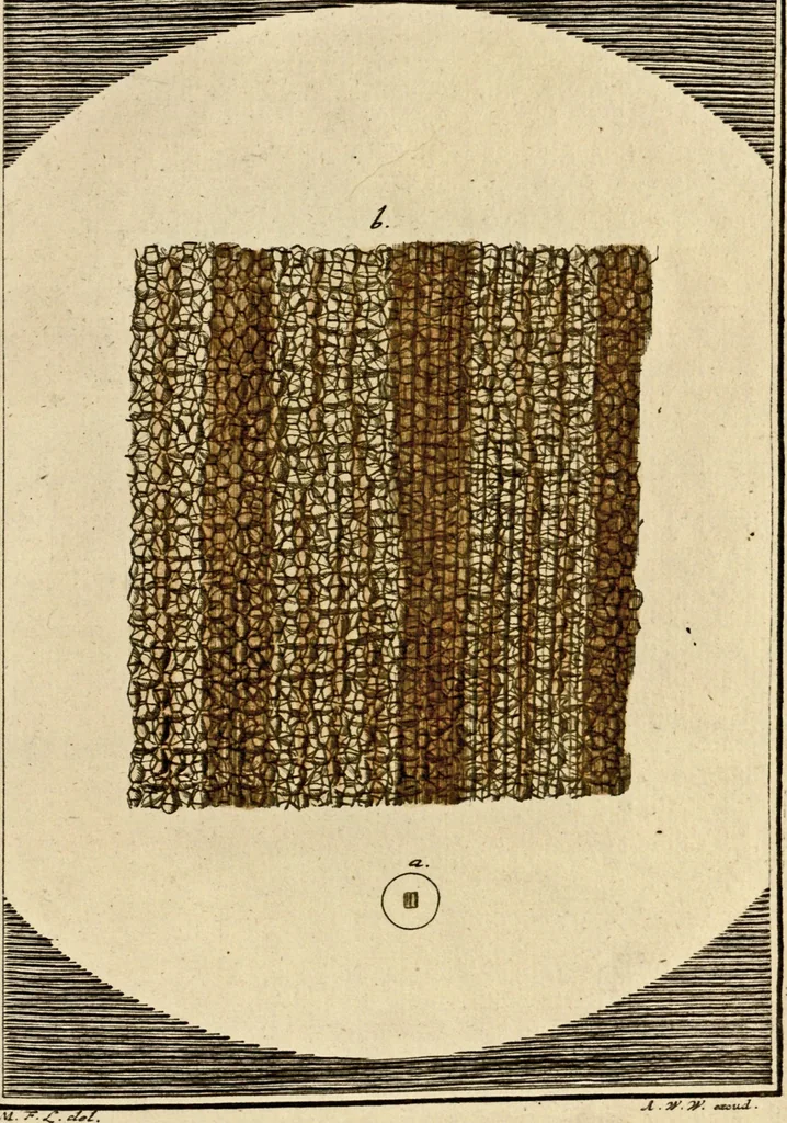 An illustration from (Hauptband): Bestehend in Ein hundert nach der Natur gezeichneten und mit Farben erleuchteten Kupfertafeln, sammt deren Erklärung, 1763, leaf 95