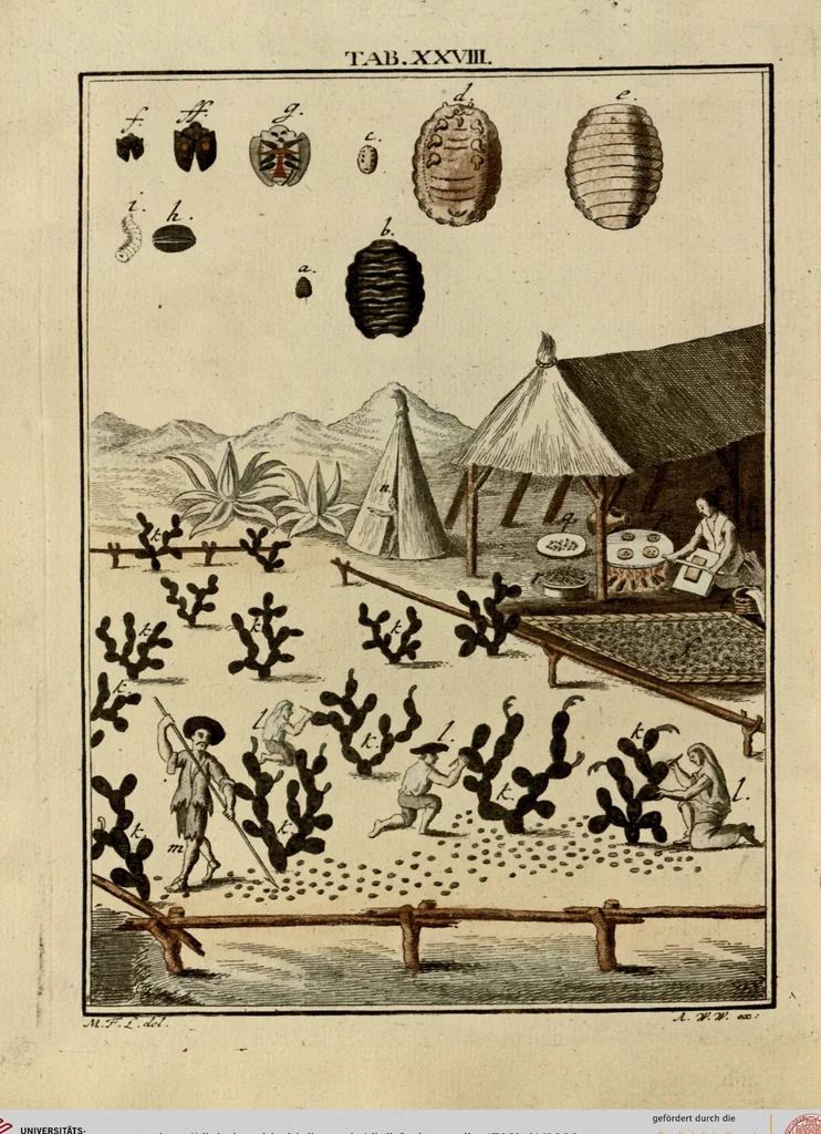 An illustration from (Hauptband): Bestehend in Ein hundert nach der Natur gezeichneten und mit Farben erleuchteten Kupfertafeln, sammt deren Erklärung, 1763, leaf 96