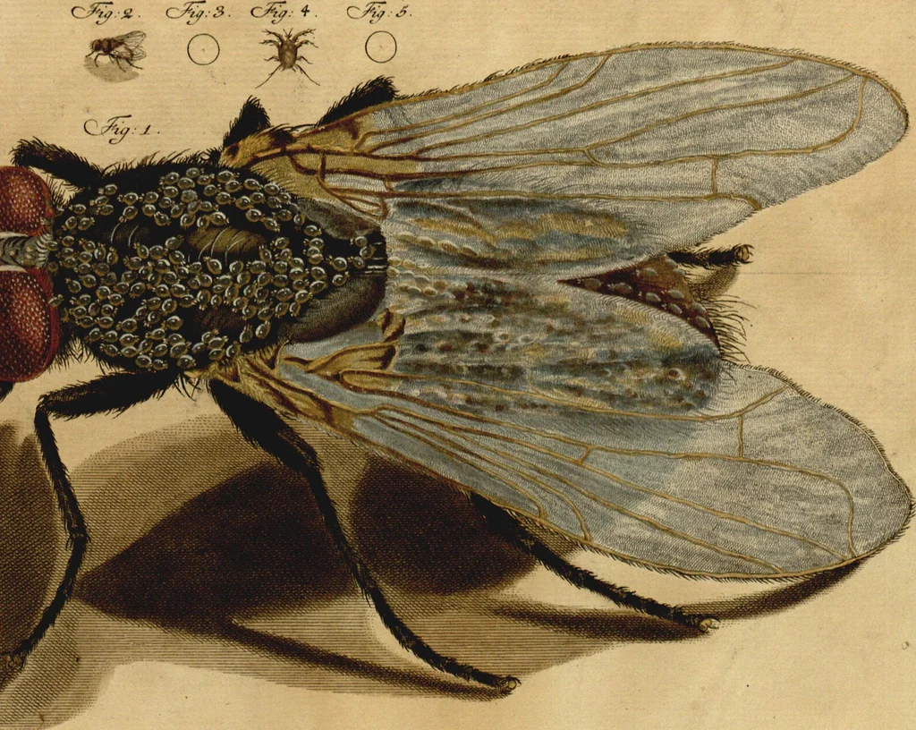 An illustration from Martin Frobenius Ledermüllers, Hochfürstlich- Brandenburg- Culmbachischen Justiz-Raths [et]c. abgenöthigte Vertheidigung als Anhang seiner Mikroskopischen Gemüths- und Augen-Ergötzung: Wider einige von dem vornehmen Herrn Verfasser des Neuesten aus dem Reiche der Pflanzen, und der Geschichte der Stubenfliege, in diesen beeden Schriften geäuserte Zweifel und Vorwürfe, 1765, leaf 30