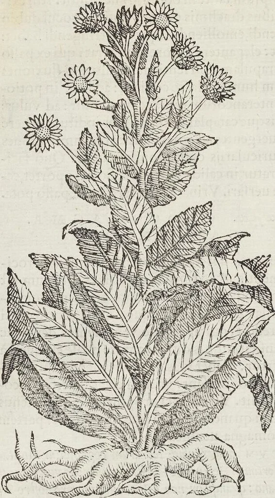 An illustration from Petri Andreae Matthioli Medici Senensis Commentarii, In Libros Sex Pedacii Dioscoridis Anazarbei, De Medica Materia: Adiectis quàm plurimis plantarum & animalium imaginibus, eodem authore, 1554, leaf 102