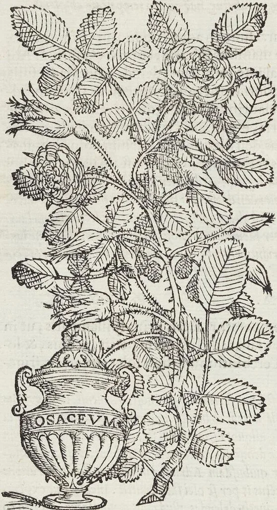 An illustration from Petri Andreae Matthioli Medici Senensis Commentarii, In Libros Sex Pedacii Dioscoridis Anazarbei, De Medica Materia: Adiectis quàm plurimis plantarum & animalium imaginibus, eodem authore, 1554, leaf 108