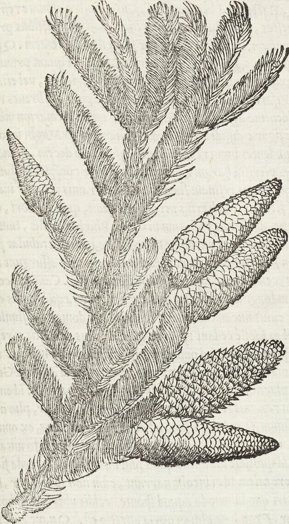 An illustration from Petri Andreae Matthioli Medici Senensis Commentarii, In Libros Sex Pedacii Dioscoridis Anazarbei, De Medica Materia: Adiectis quàm plurimis plantarum & animalium imaginibus, eodem authore, 1554, leaf 123