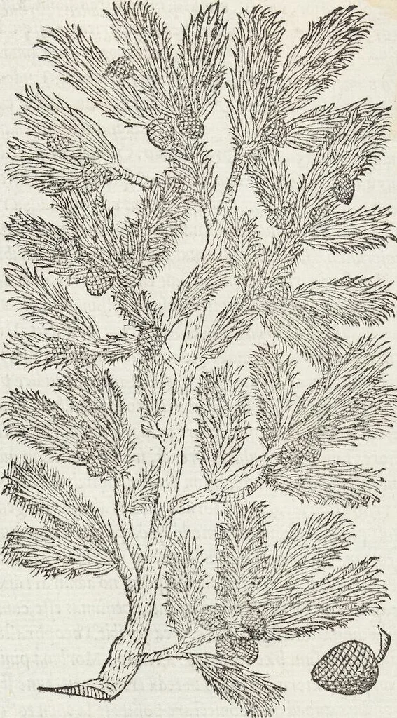An illustration from Petri Andreae Matthioli Medici Senensis Commentarii, In Libros Sex Pedacii Dioscoridis Anazarbei, De Medica Materia: Adiectis quàm plurimis plantarum & animalium imaginibus, eodem authore, 1554, leaf 123