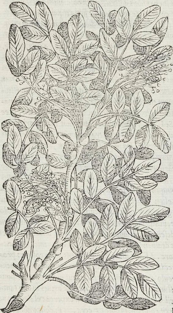 An illustration from Petri Andreae Matthioli Medici Senensis Commentarii, In Libros Sex Pedacii Dioscoridis Anazarbei, De Medica Materia: Adiectis quàm plurimis plantarum & animalium imaginibus, eodem authore, 1554, leaf 128