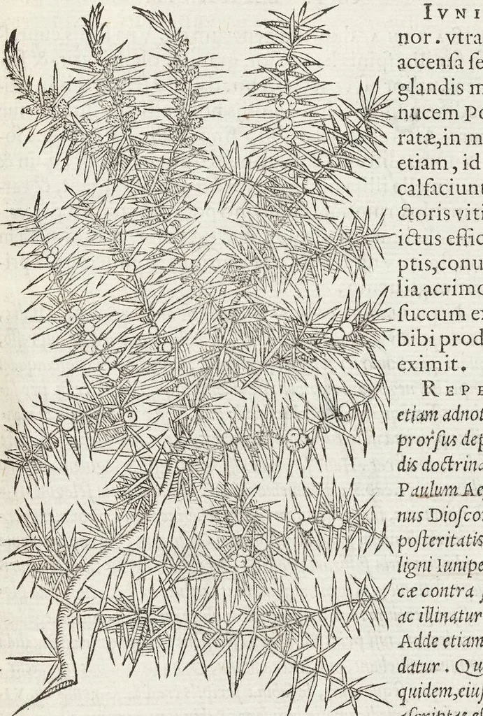 An illustration from Petri Andreae Matthioli Medici Senensis Commentarii, In Libros Sex Pedacii Dioscoridis Anazarbei, De Medica Materia: Adiectis quàm plurimis plantarum & animalium imaginibus, eodem authore, 1554, leaf 135