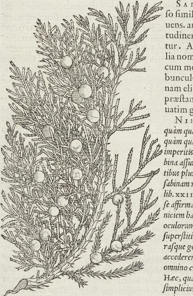 An illustration from Petri Andreae Matthioli Medici Senensis Commentarii, In Libros Sex Pedacii Dioscoridis Anazarbei, De Medica Materia: Adiectis quàm plurimis plantarum & animalium imaginibus, eodem authore, 1554, leaf 136