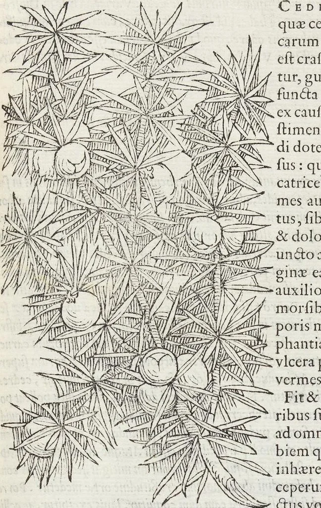 An illustration from Petri Andreae Matthioli Medici Senensis Commentarii, In Libros Sex Pedacii Dioscoridis Anazarbei, De Medica Materia: Adiectis quàm plurimis plantarum & animalium imaginibus, eodem authore, 1554, leaf 137