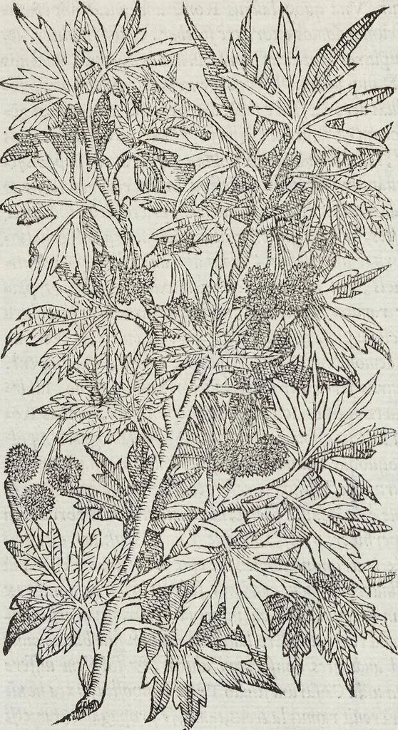 An illustration from Petri Andreae Matthioli Medici Senensis Commentarii, In Libros Sex Pedacii Dioscoridis Anazarbei, De Medica Materia: Adiectis quàm plurimis plantarum & animalium imaginibus, eodem authore, 1554, leaf 140